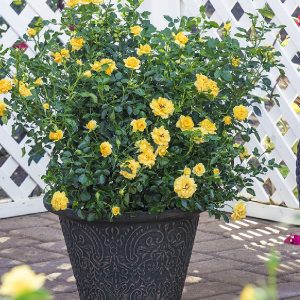 Rosa gialla Rosa gialla